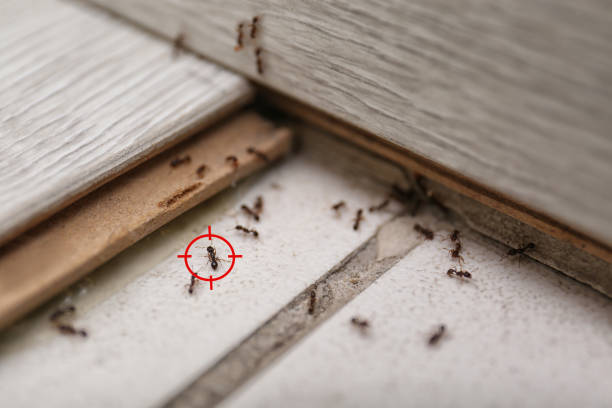 Best Spider Control Near Me  in Cridersville, OH