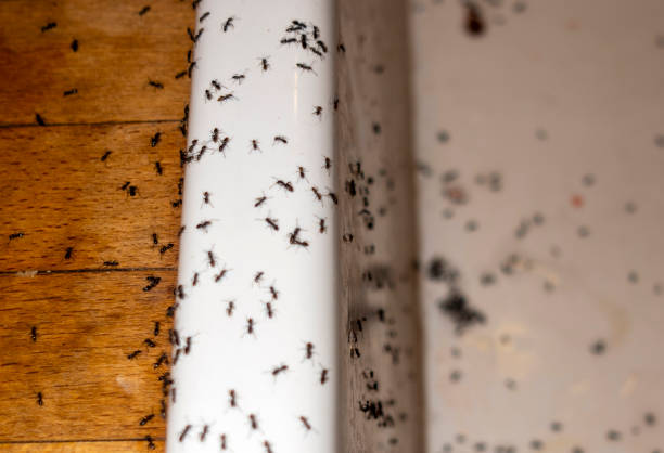 Best Residential Pest Control  in Cridersville, OH